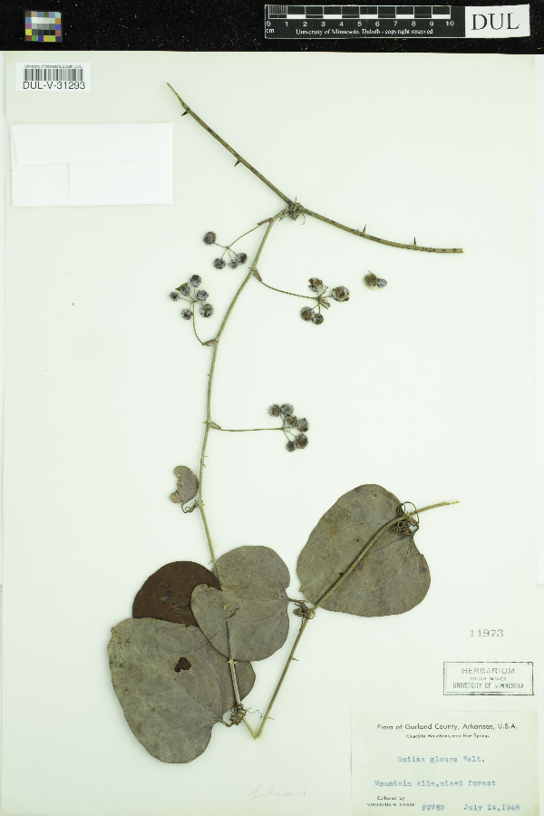 Smilax glauca image