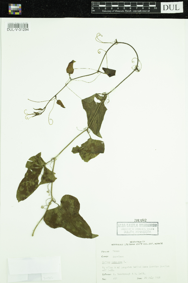 Smilax bona-nox image