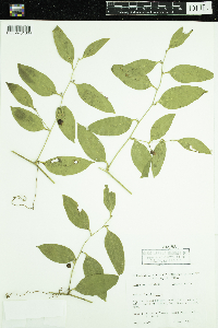 Image of Smilax laurifolia