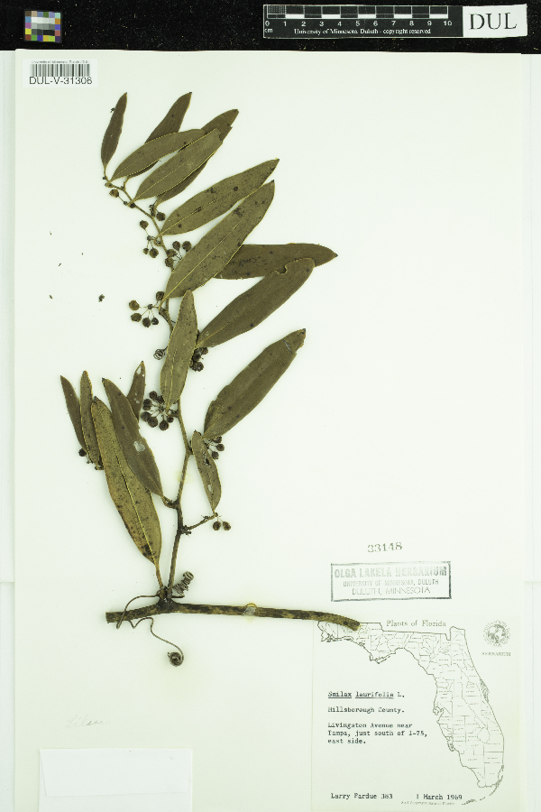 Smilax laurifolia image