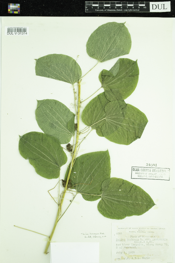 Smilacaceae image