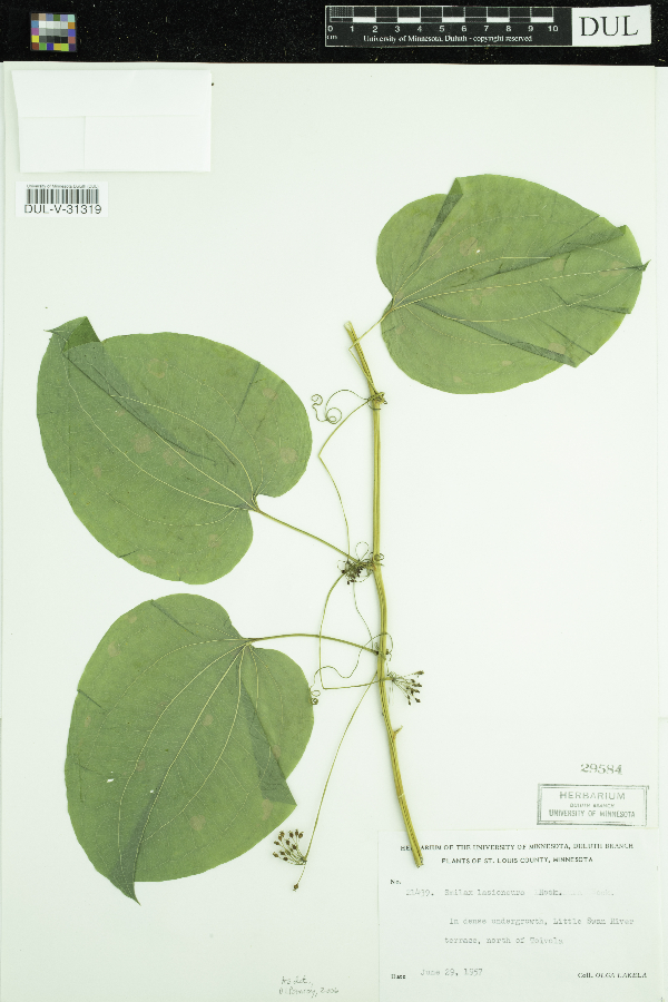 Smilax lasioneura image