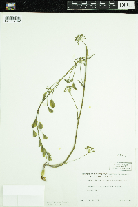 Image of Smilax illinoensis