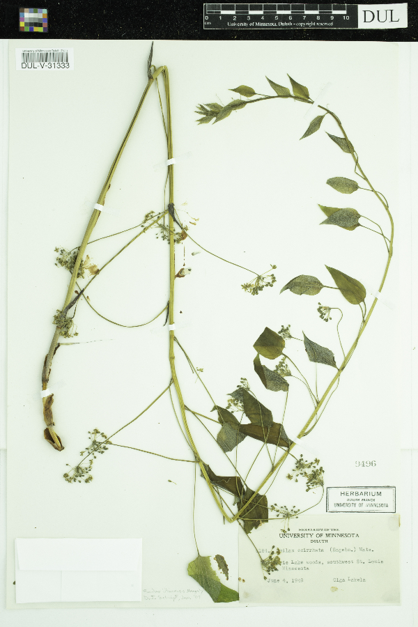 Smilax illinoensis image