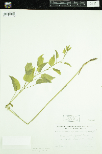 Smilax illinoensis image