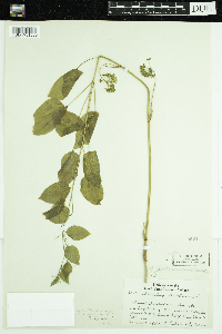 Smilax illinoensis image