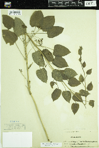 Smilax illinoensis image