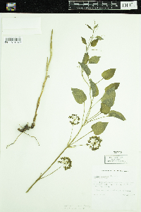 Smilax illinoensis image