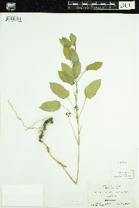 Smilax illinoensis image