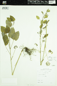 Smilax illinoensis image