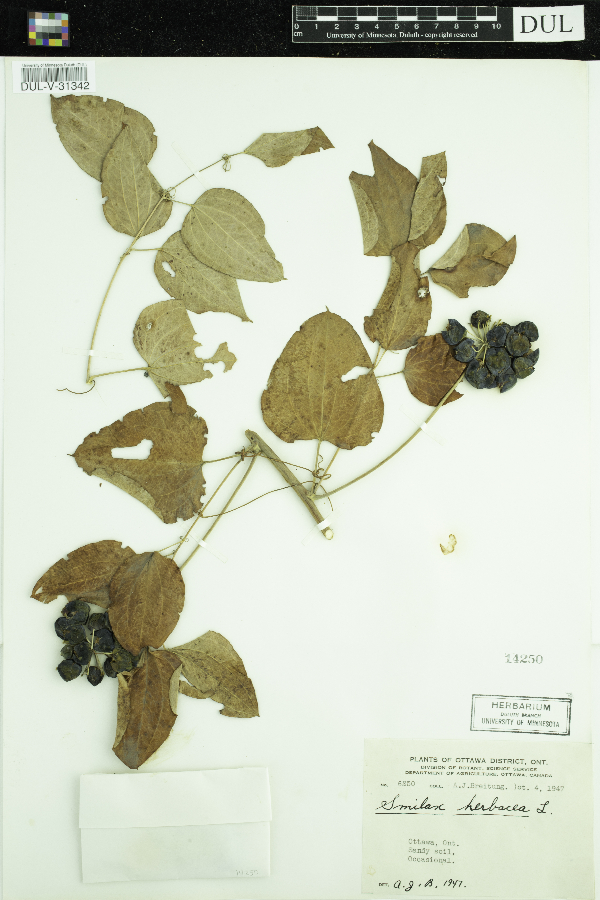 Smilax herbacea image