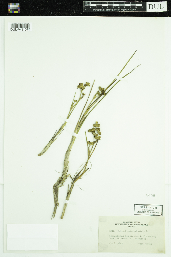 Scheuchzeria palustris image