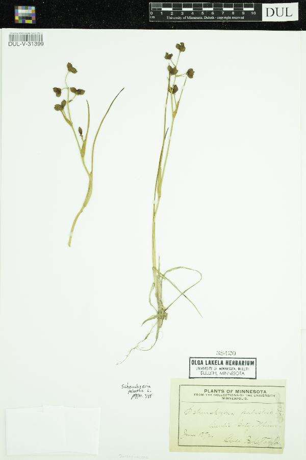 Scheuchzeria palustris image