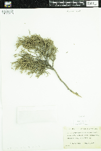 Image of Juniperus ashei