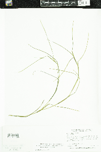 Stuckenia filiformis image