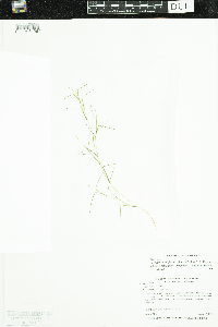 Stuckenia filiformis image