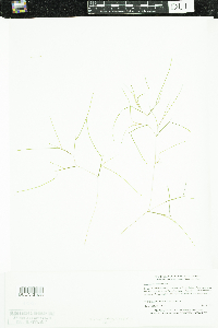 Stuckenia filiformis image