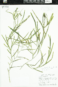 Potamogeton zosteriformis image