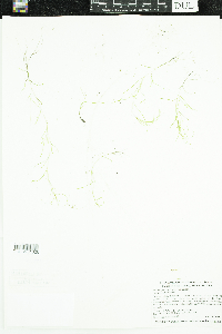 Potamogeton spirillus image