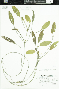 Potamogeton nodosus image