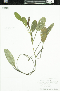 Potamogeton nodosus image