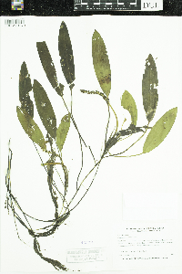 Potamogeton nodosus image