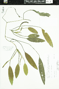 Potamogeton nodosus image