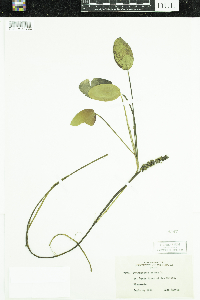 Potamogeton natans image