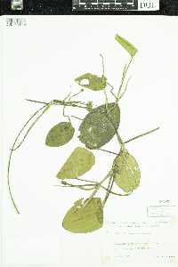 Potamogeton natans image