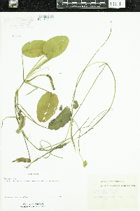 Potamogeton natans image