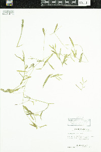 Potamogeton gramineus image