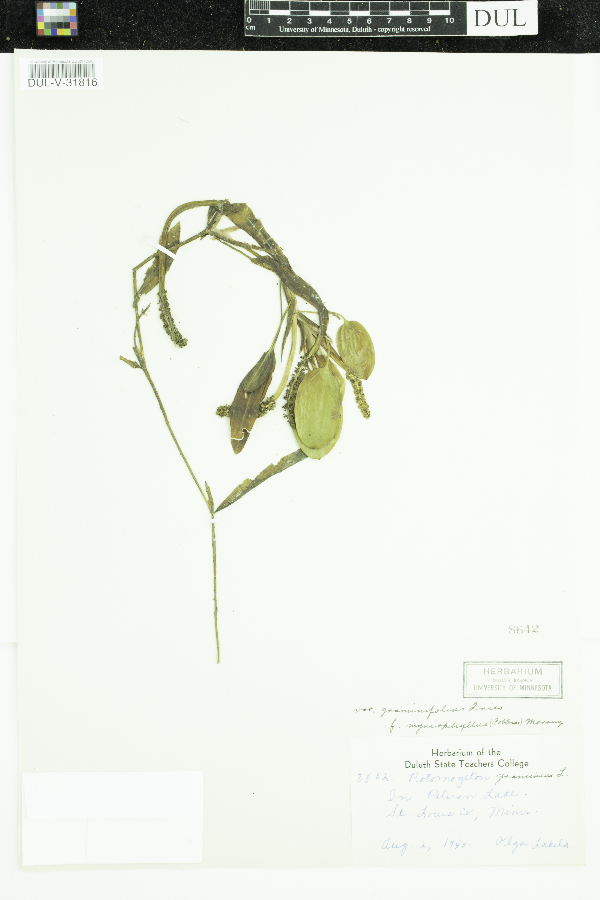 Potamogeton gramineus f. myriophyllus image