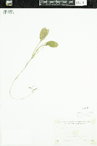 Potamogeton gramineus image