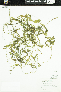 Potamogeton gramineus image