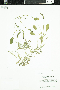 Potamogeton gramineus image