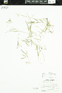 Potamogeton friesii image