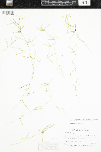 Potamogeton foliosus image
