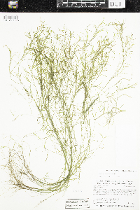 Potamogeton foliosus image