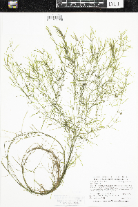 Potamogeton foliosus image