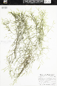 Potamogeton foliosus image