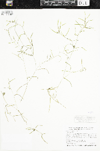 Potamogeton foliosus image