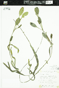 Potamogeton epihydrus image