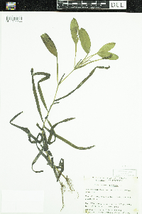 Potamogeton epihydrus image