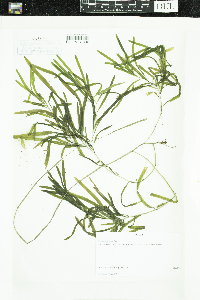 Potamogeton epihydrus image