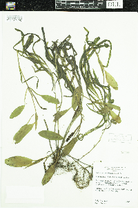 Potamogeton epihydrus image