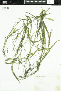 Potamogeton epihydrus image