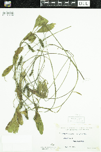 Potamogeton epihydrus image