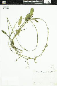 Potamogeton epihydrus image