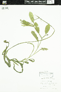 Potamogeton epihydrus image