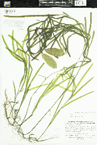 Potamogeton epihydrus image